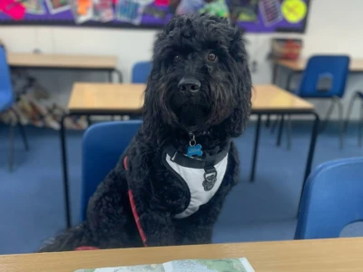 A fluffy black dog wearing a white harness sits at a desk in a classroom, with blue chairs and colorful posters in the background.