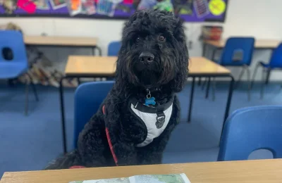 A fluffy black dog wearing a white harness sits at a desk in a classroom, with blue chairs and colorful posters in the background.
